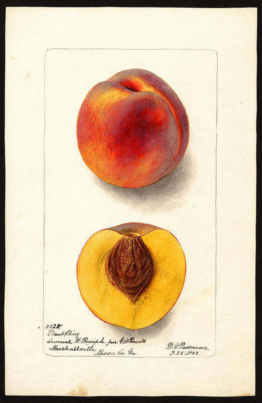 Deborah Griscom Passmore Art Print featuring the drawing Plant Cling variety of peaches by Deborah Griscom Passmore