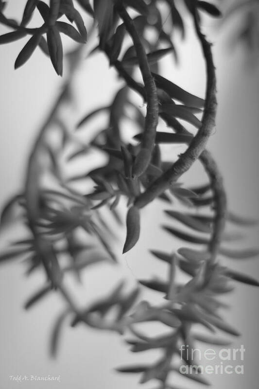 Plants Art Print featuring the photograph Plant Designs by Todd Blanchard