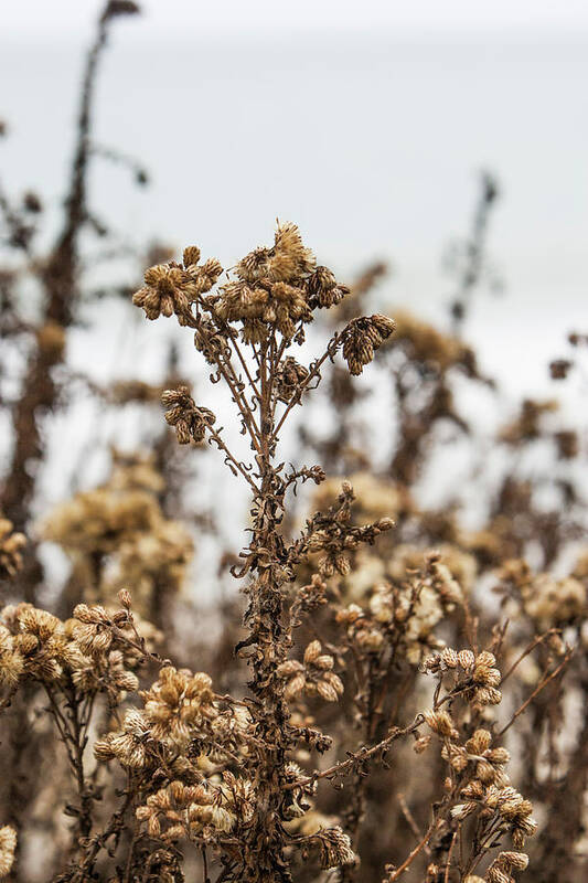 Plants Art Print featuring the photograph Plant by Jason Hughes