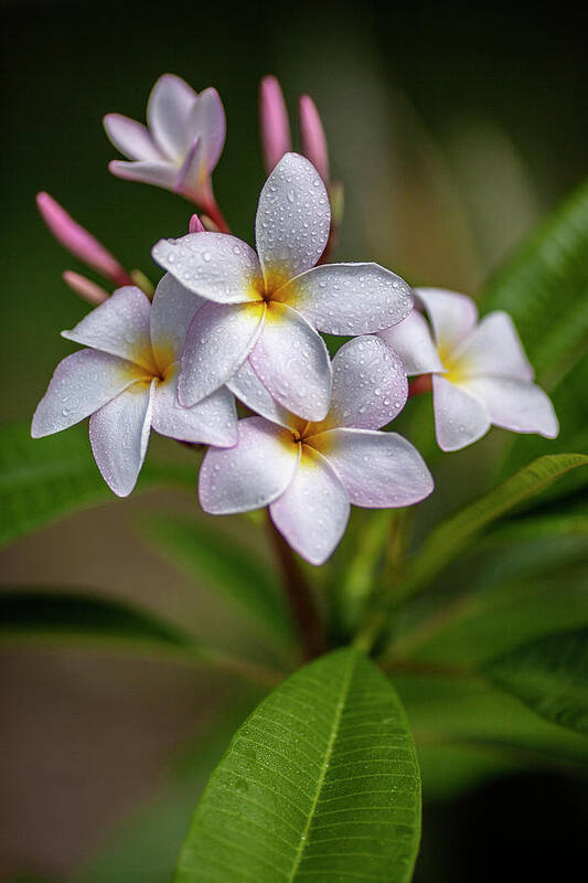 Tropical Art Print featuring the photograph Plumeria 3 by Al Hurley