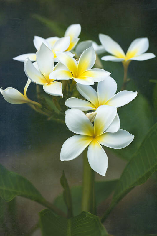 Plumerias Art Print featuring the photograph Plumerias on a Cloudy Day by Jade Moon 