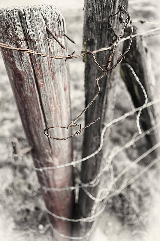 Barbed Wire Art Print featuring the photograph Points and Posts by Caitlyn Grasso