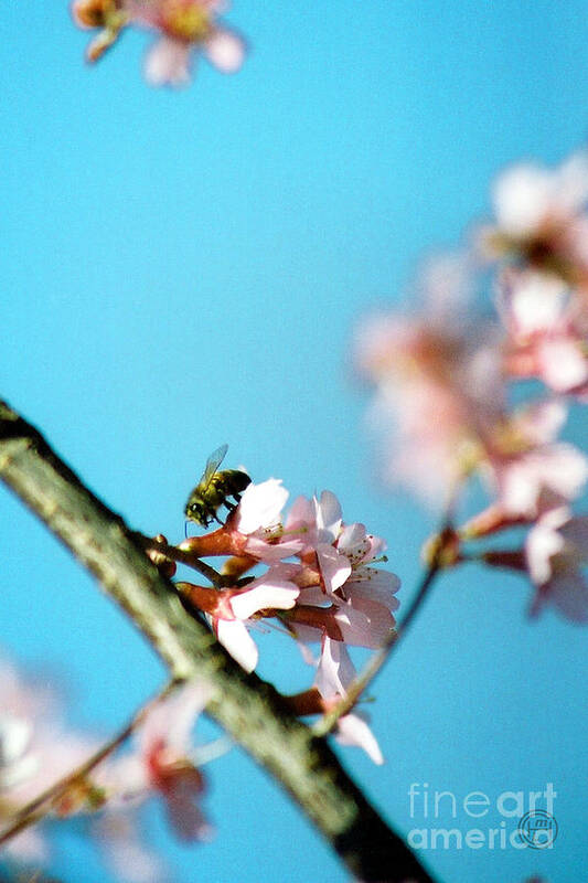 Floral Animal Wildlife Insect Art Print featuring the photograph Pollination 1.14 by Helena M Langley