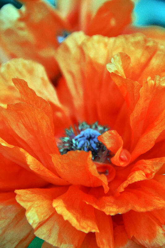 Papaver Somniferum. Opium Art Print featuring the photograph Poppy by Angelina Tamez