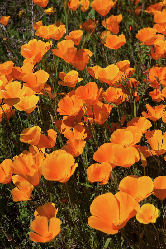 Poppies Art Print featuring the photograph Poppy Superbloom Close Up by Cliff Wassmann