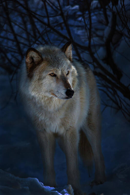  Art Print featuring the photograph Portrait in the night by Jeff Shumaker