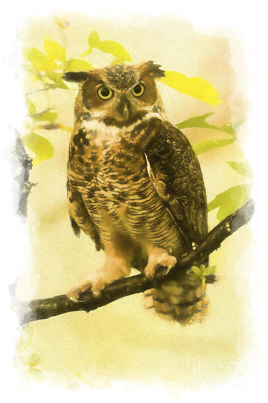 Bird Of Prey Art Print featuring the photograph Portrait of Great Horned Owl  paintography by Dan Friend