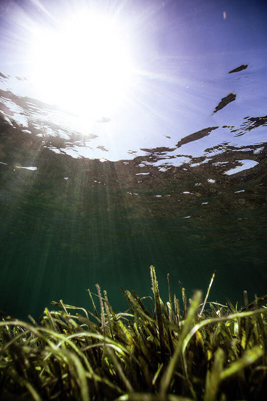 Underwater Art Print featuring the photograph Posidonia by Gemma Silvestre