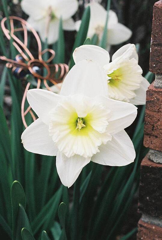 Flowers Art Print featuring the photograph Precious Daffodils by Cheryl Martin