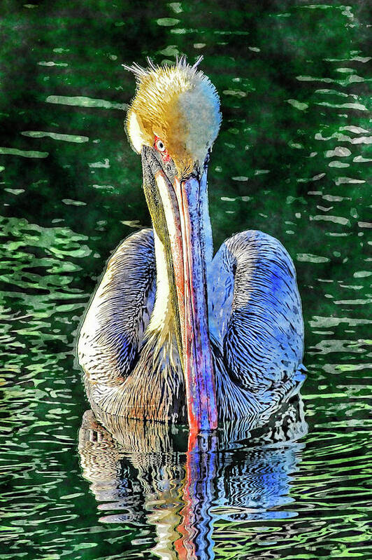 Brown Pelican Art Print featuring the photograph Pretty Boy by HH Photography of Florida