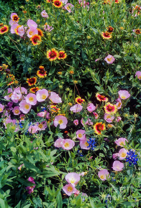 Lady Bird Johnson Wildflower Center Art Print featuring the photograph Primrose and Indian Blanket by Bob Phillips