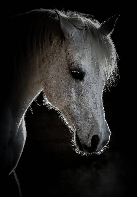 Horse Art Print featuring the photograph Prince #1 by Athena Mckinzie
