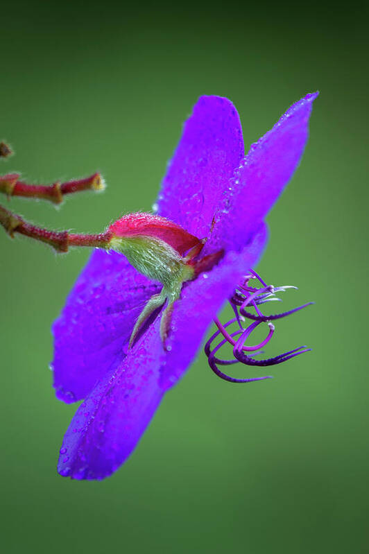 Princess Flower Art Print featuring the photograph Princess flower, Nuwara Eliya, 2012 by Hitendra SINKAR