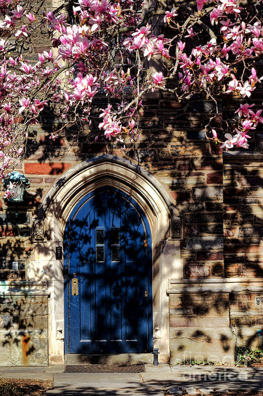 Princeton Art Print featuring the photograph Princeton University Door and Magnolia by Olivier Le Queinec