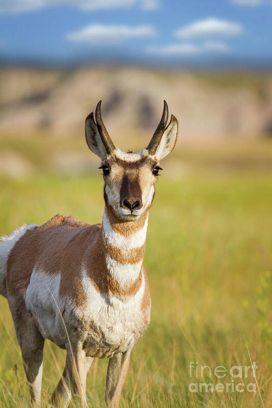 Antelope Art Print featuring the photograph Pronghorn Antelope I by Karen Jorstad