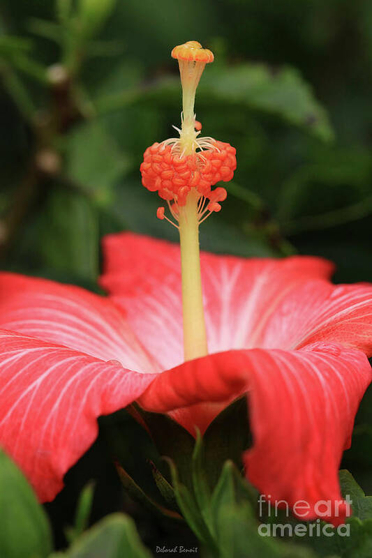 Hibiscus Art Print featuring the photograph Provocative Hibiscus by Deborah Benoit