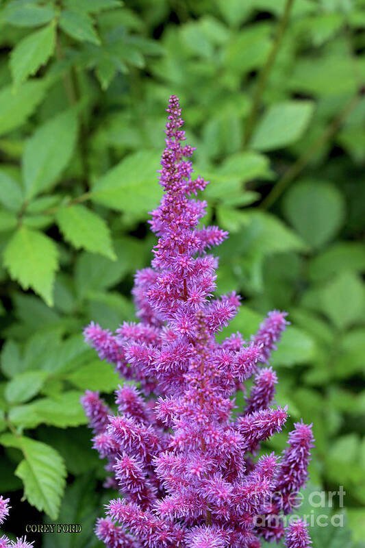 Flower Art Print featuring the painting Purple Astilbe Flower by Corey Ford