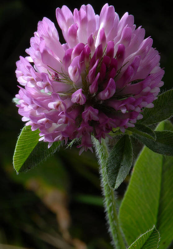 Clover Art Print featuring the photograph Purple Clover by JT Lewis