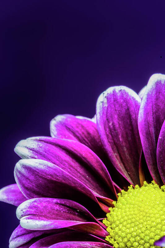 Daisy Art Print featuring the photograph Purple Daisy Being Shy by Tammy Ray