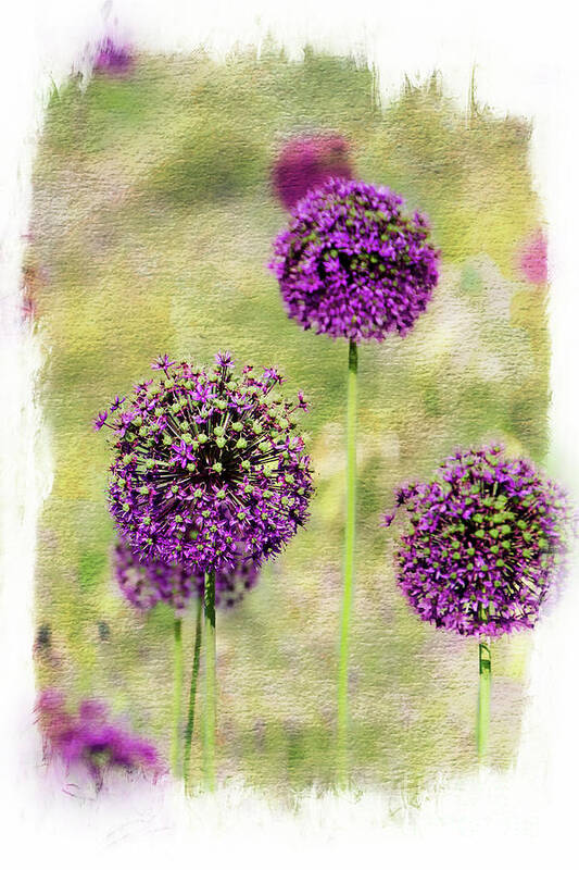 Purple Art Print featuring the photograph Purple Haze by Norma Warden