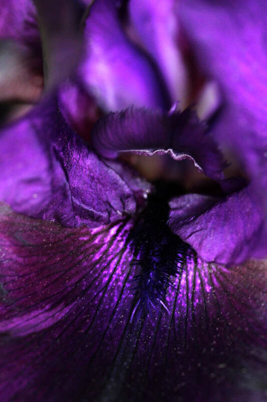 Iris Art Print featuring the photograph Purple Velvet by Debbie Oppermann