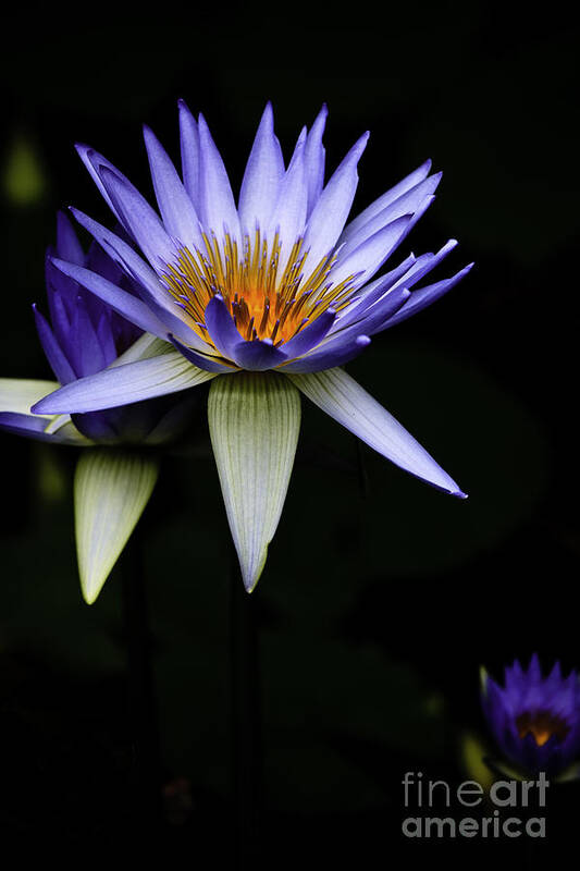 Purple Waterlily Water Lily Flower Flora Art Print featuring the photograph Purple waterlily by Sheila Smart Fine Art Photography