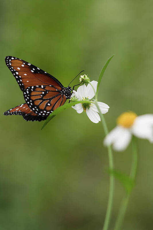 Butterfly Art Print featuring the photograph Queen Drinking Nectar by Artful Imagery