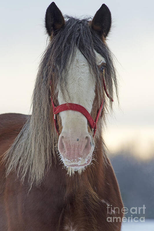 Nina Stavlund Art Print featuring the photograph Queen Mare.. by Nina Stavlund