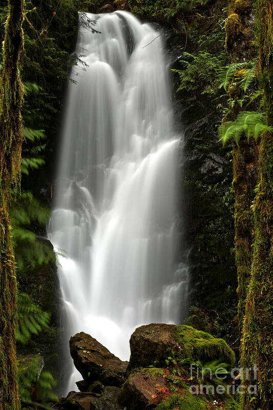 Merriman Falls Art Print featuring the photograph Quinault Rainforest Ghost by Adam Jewell