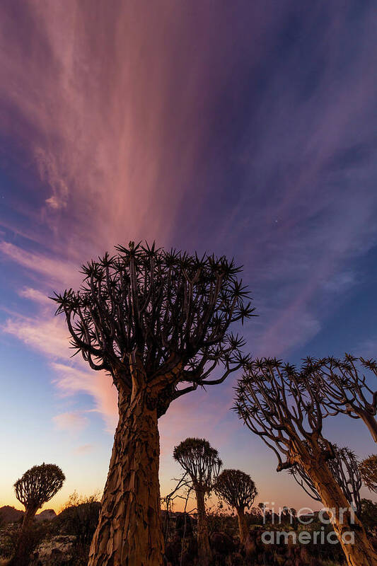 Africa Art Print featuring the photograph Quiver Trees 14 by Inge Johnsson