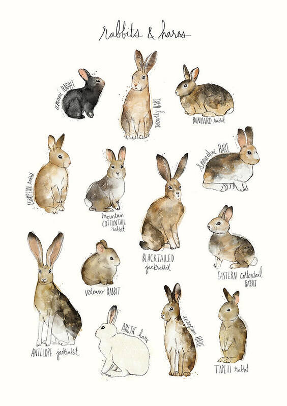 Rabbits Art Print featuring the painting Rabbits and Hares by Amy Hamilton