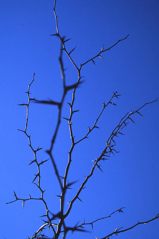 Nature Art Print featuring the photograph Ragged Edges by Randy Oberg