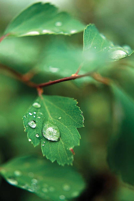 Rain Art Print featuring the photograph Rain Droplet on Leaf by Steve Somerville