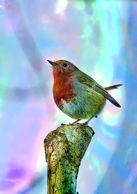 Artistic Art Print featuring the photograph Rainbow Robin by Gouzel -