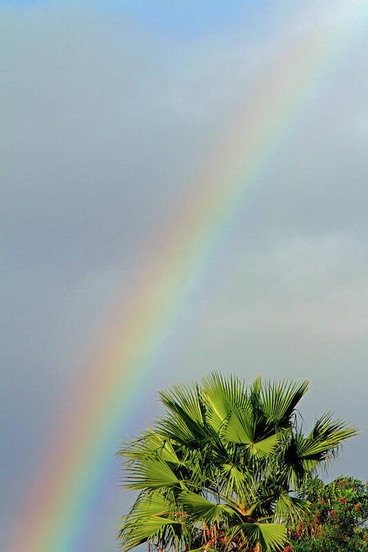 Sky Art Print featuring the photograph Rainbow to Palm by Shoal Hollingsworth