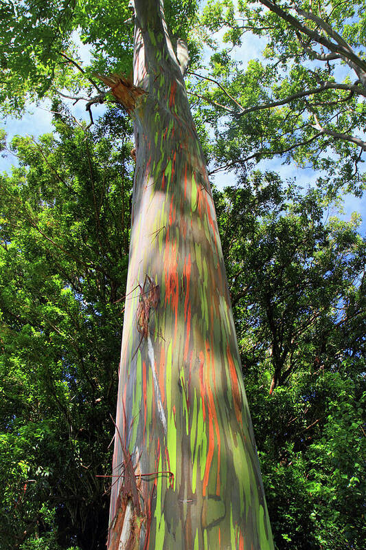 Rainbow Art Print featuring the photograph Rainbow tree by Pierre Leclerc Photography