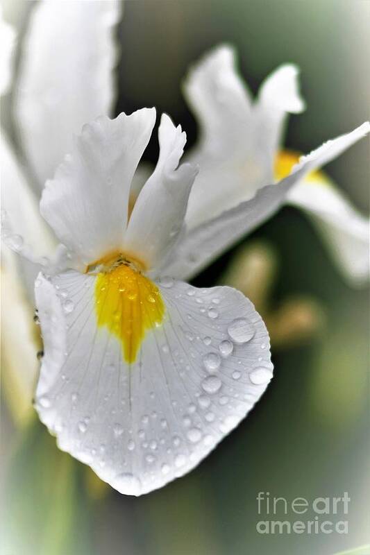 Photograph Art Print featuring the photograph Raindrops On White Iris by Tracey Lee Cassin