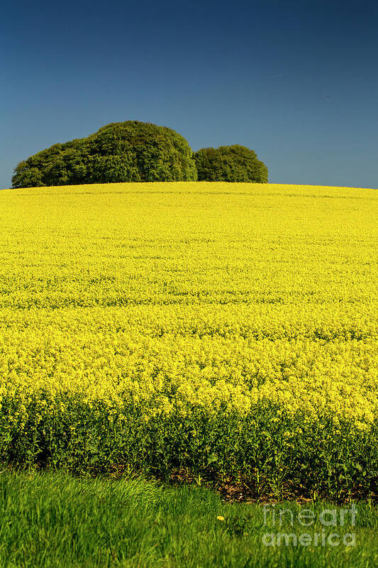 Rapeseed Art Print featuring the photograph Rapeseed field by Sheila Smart Fine Art Photography