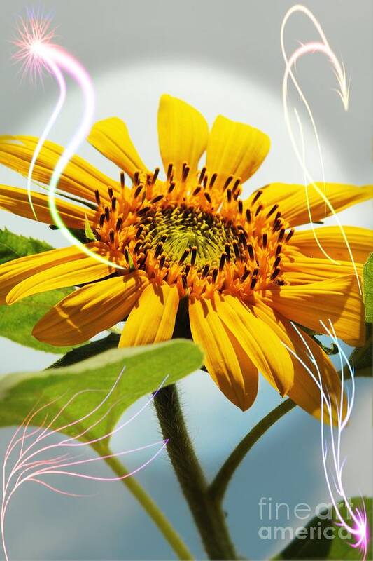 Sunflower Art Print featuring the photograph Reach for the Sun by Lori Mellen-Pagliaro