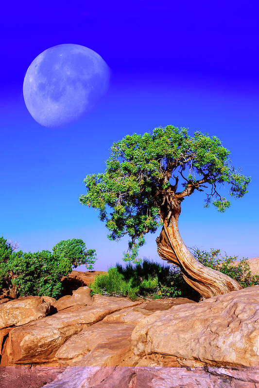 Moon Art Print featuring the photograph Reaching for the Moon by Mike Stephens