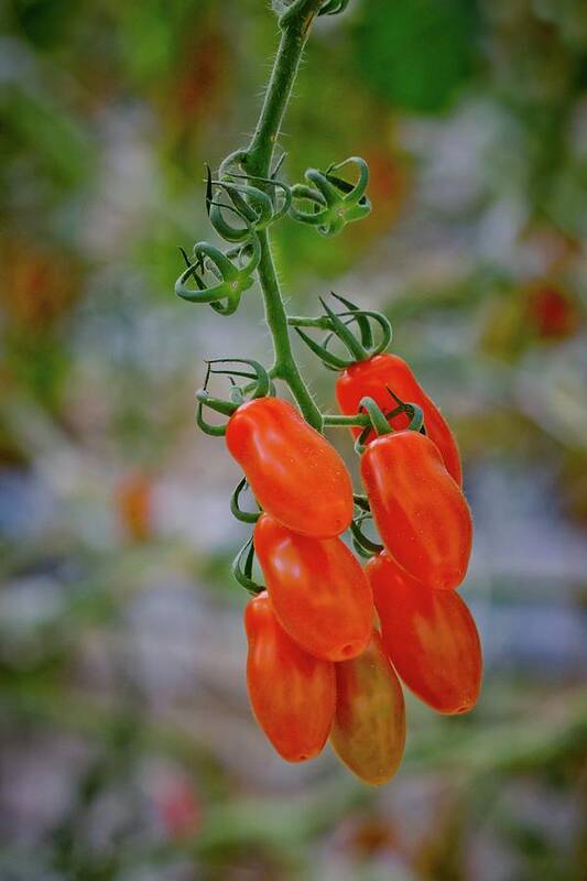 Tomatoes Art Print featuring the photograph Ready to Eat by Linda Unger