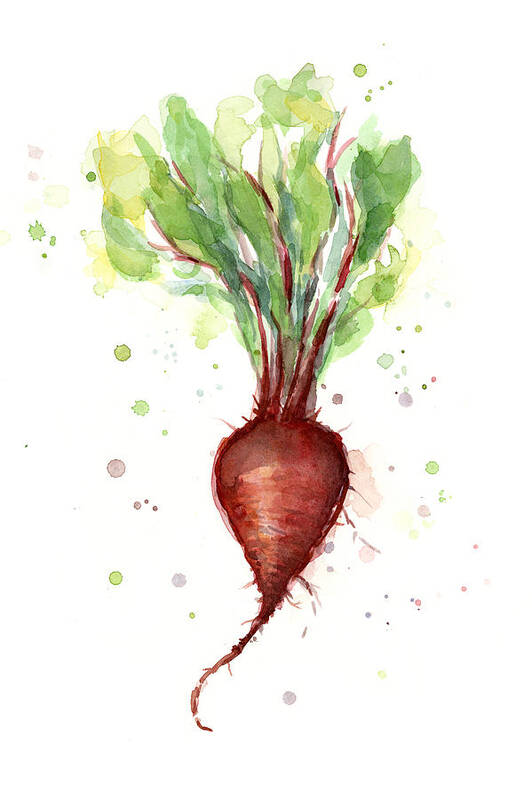 Watercolor Art Print featuring the painting Red Beet Watercolor by Olga Shvartsur
