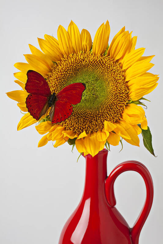 Red Butterfly Sunflower Red Pitcher Art Print featuring the photograph Red butterfly on sunflower on red pitcher by Garry Gay