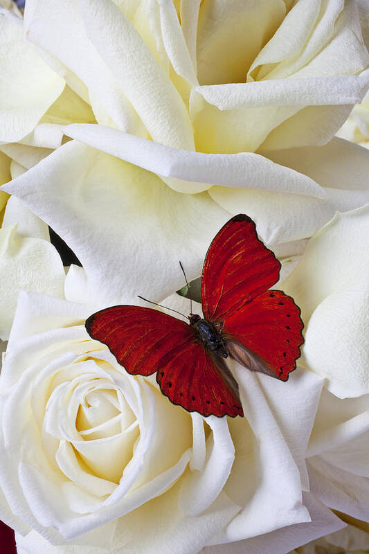 Red Art Print featuring the photograph Red butterfly on white roses by Garry Gay
