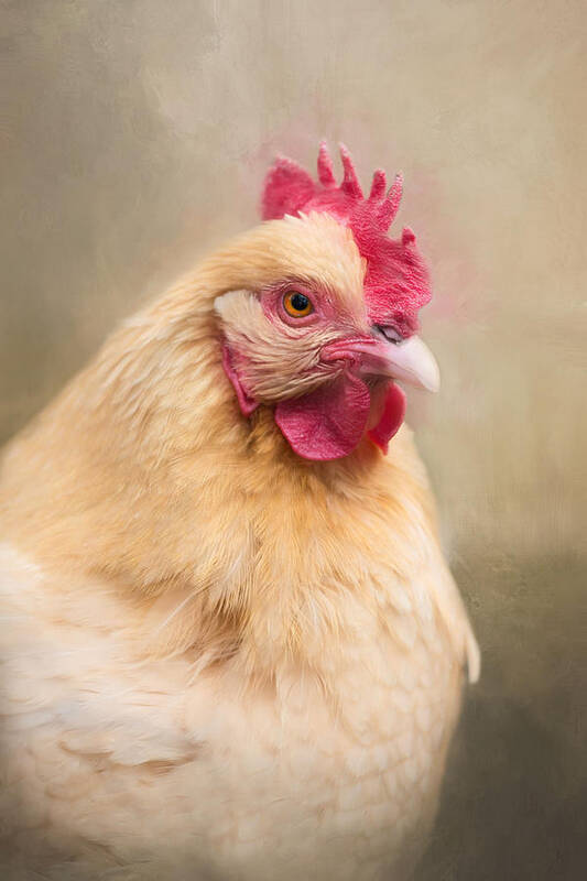 Chicken Art Print featuring the photograph Red Comb by Robin-Lee Vieira