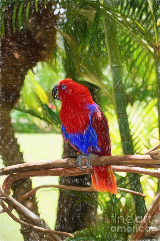 Hawaii Art Print featuring the photograph Red Eclectus Parrot by Sue Melvin