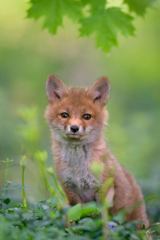 Fox Art Print featuring the photograph Red Fox Pup by Nick Kalathas