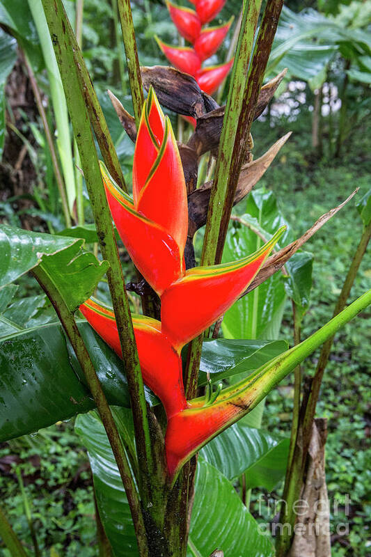 Ecuador Art Print featuring the photograph Red Heliconia by Kathy McClure