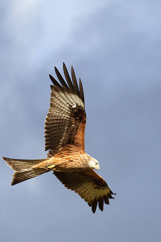 Red Kite Art Print featuring the photograph Red Kite flying by Bob Kemp