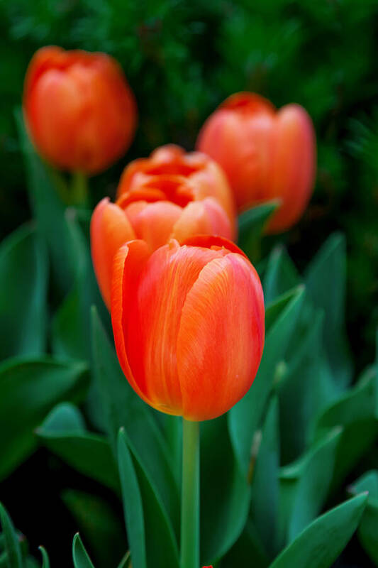 Spring Flowers Art Print featuring the photograph Red Tulips by Az Jackson